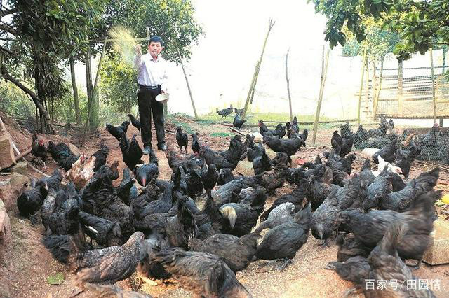 這個老人不簡單 中草藥養生态黑雞 一年純賺30萬元